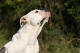 BOULEDOGUE AMERICAIN 312